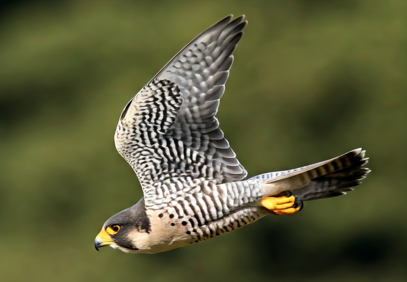 Display Image for Course: Swiftly Launch Your Learning Platform with Learn Swift LMS!