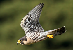 Image for the course: Swiftly Launch Your Learning Platform with Learn Swift LMS!